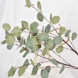 Wholesale Dried Preserved Apple Leaves Eucalyptus Leaves For Flower Arrangement