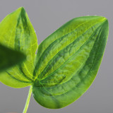 Simulated plant wall flowers wedding living room decoration feel moisturizing clematis