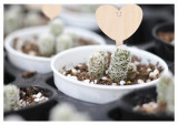 Garden Decorative Marker Seed Plant Label Flower Plant Tags Wooden Plant Labels Sticks