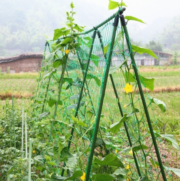 Garden Plants Climbing Rattan Net Melon Fruit Morning Glory Flower Climbing Rope For Climbing Vine Plants