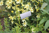 Insert Stainless Steel Label Garden Garden Greenhouse Nursery Reusable Plant Label Hanging Metal
