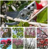 Boutique Gardening Pruning Shear Anti-slip Garden Grafting Tools Pruner thick branches cut flower branches Scissor