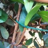 13CM Green Garden Ties Garden Ties Environmental Protection Reusable Ties