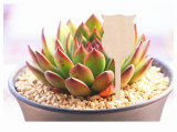 Garden Decorative Marker Seed Plant Label Flower Plant Tags Wooden Plant Labels Sticks
