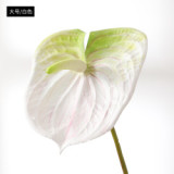 Eva pink small size simulation flower plant potted large anthurium