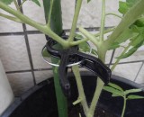Plastic PP Garden Plant Tomato Spring Holder Clips