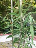 Garden Plant Wire Heavy Duty Green Coated Plant Twist Tie Garden Training Wire Tie Wire Planting Garden
