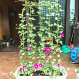Garden Gardening Flower Stand Climbing Stand Garden Vegetable Trellis For Climbing Plants