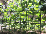 New Family Planting Support Corrugated Plastic Steel Tube Balcony Planting Pillar Horticultural Pillar Vegetable Support