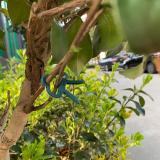 20Pcs Large Plant Support Clips For Tomato Hanging Trellis Vine Connects Plants Protection Greenhouse Vegetables Garden