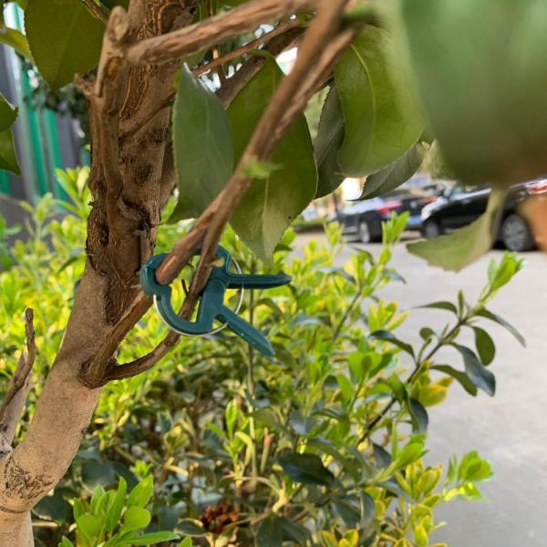 20Pcs Large Plant Support Clips For Tomato Hanging Trellis Vine Connects Plants Protection Greenhouse Vegetables Garden