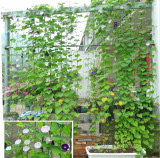 Garden Plants Climbing Rattan Net Melon Fruit Morning Glory Flower Climbing Rope For Climbing Vine Plants