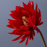 Hanfu ancient costume photo props household living room ornaments single branch big epiphyllum