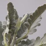 Silver leaf chrysanthemum flower arrangement material wedding home vase flower arrangement simulation silver Forsythia leaf