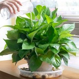 6 Pack of 12 inch Clear Durable Plastic Plant Saucer  Plastic Flower Plant Pot Saucer