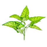 2021Simulated green plant bundle potted Nordic style home decoration 9 horseshoe leaves