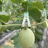 Durable Plastic Watermelon Tomato Hook Stalk Clips  Plant Hanging Hooks Hanging Hook
