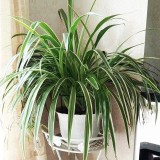 Semicircle Plant Support Cage Rings Plant Supports For Garden Flower Support