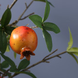 Manufacturer wholesale simulation pomegranate 6 fruit with leaves big branch pomegranate model room hotel home decoration