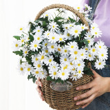 2021Wedding home simulation silk flower pastoral decoration 24 small daisies