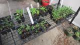 144 Cells Seedling Starter Trays 24 Trays 6-Cells Per Tray Plus With 5 Plant Labels Set