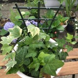 DIY Plastic Plant Support Frame Pot