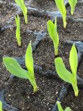 Wholesale 5-Set 24 Cells Garden Propagator Set Plastic Square Nursery Pots Seedling Tray Nursery Plastic Seedling Pots