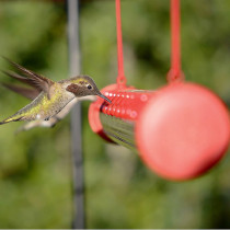 Good Quality Birds Feeder And Drinker Humming Bird Feeder Plastic Sunflower Humming Bird Bath Feeder