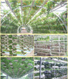 Wholesale 2 colors High Quality Greenhouse Hydroponic Basket Plant Growing Cup Plant Tray Nursery Cup