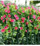 Simulated silk flower decorative flower rattan Chlorophytum wall hanging morning glory rattan Trumpet Flower