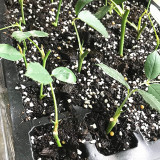 Wholesale 5-Set 24 Cells Garden Propagator Set Plastic Square Nursery Pots Seedling Tray Nursery Plastic Seedling Pots
