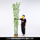 Indoor green decoration landscaping  bamboo balcony courtyard landscaping simulation plant flat headed Moso Bamboo