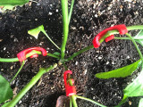 Wholesale Plants Hanging Plastic Clip Vegetable Plant Support Garden Clips Plant Benders Low Stress Training 90 Degree