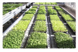 Wholesale 72 Cells Plastic Trays Agriculture Seedling Wholesale Seedling Starter Trays Gardening Seedling Trays Plastic Nursery