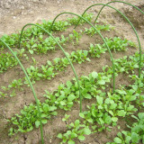Hot Selling High Quality Plant Support U Shaped Garden Plant Support Stakes Outdoor Garden Plant Supports