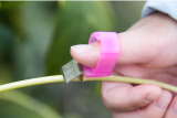 1pcs Shear Ring Picking Vegetables And Fruit Picking Grapes Cherry Orchard Cut Tool Convenient Picking Knife Gardening Tools
