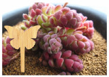Hot Selling Eco-Friendly gardening flower plant labels High Quality plant bamboo label Outdoor Garden bamboo plant labels