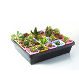 Wholesale Garden Nursery Trays Plant Seeding Nursery Tray Planting Outdoor Seedling Trays Plastic Nursery