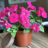 50mm Bingfeng Peat Pellets Seedling Soil Block Professional For Plant Seedling Coco Peat Pellets