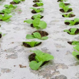 Wholesale High Quality Anti Weed Mat Plastic Mulch Film Agricultural Blac Perforated Film Mulching Film Agricultural Plastic
