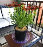 12   Clear Plastic Plant Pot Saucer Drip Trays  5 Pack  30 cm For Garden and Indoor Decoration