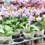 Plastic Grafting Clips Graft Clip Garden Plant Clamp Support Vegetable Flower Tomato Vine Stalks Phalaenopsis Gardening Clamp