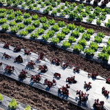 Wholesale High Quality Anti Weed Mat Plastic Mulch Film Agricultural Blac Perforated Film Mulching Film Agricultural Plastic