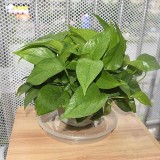 6 Pack of 12 inch Clear Durable Plastic Plant Saucer  Plastic Flower Plant Pot Saucer