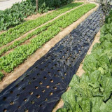 Wholesale High Quality Anti Weed Mat Plastic Mulch Film Agricultural Blac Perforated Film Mulching Film Agricultural Plastic