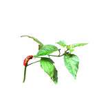 Wholesale Plants Hanging Plastic Clip Vegetable Plant Support Garden Clips Plant Benders Low Stress Training 90 Degree