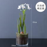 New product launch small fresh bonsai system simulation green plant dandelion flower vine Narcissus potted loose tail