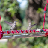 Good Quality Birds Feeder And Drinker Humming Bird Feeder Plastic Sunflower Humming Bird Bath Feeder