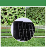 Seedling Tray Granular Sprout Seedling Vegetable Flat Plate Thickened Black Seedling Plug