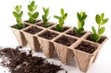 Seed Starter Tray Kit Sets Pack of 10 X 10 Cell Peat Pots Bonus 30 Plant Markers Organic Plant Starter Seedling Trays